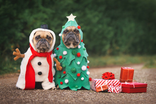 Tips & Tidbits Series: Gifts for Dog Owners (Hint: Dog Beds and Pet Portraits!)