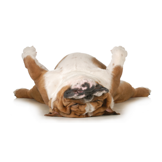 Fun Fact Friday: Dog Sleep Patterns