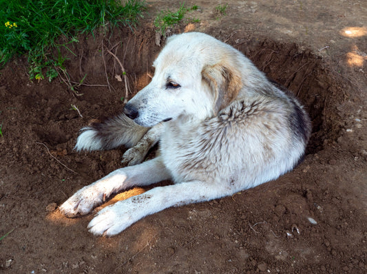 Why Do Dogs Dig?!