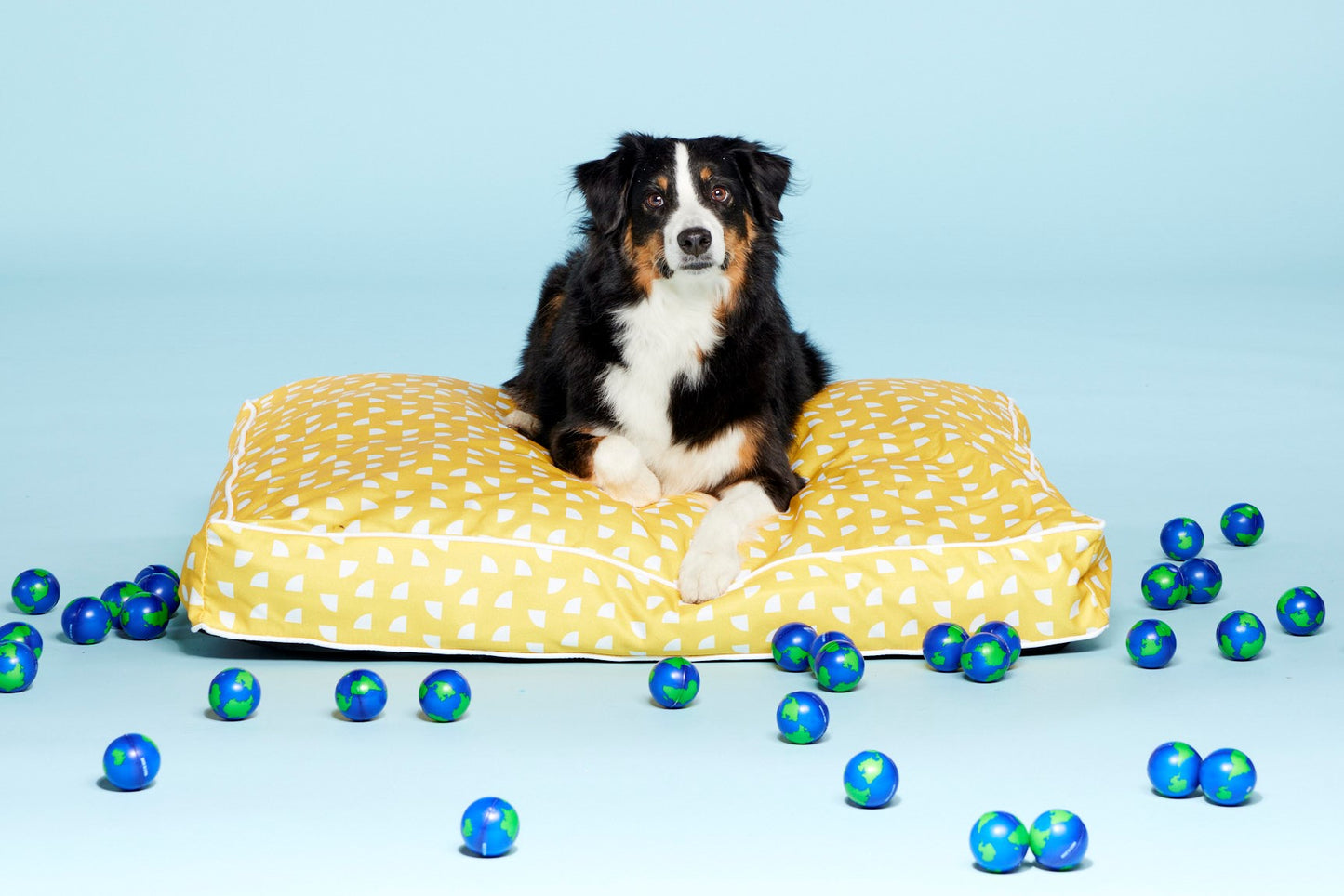yellow dog bed | australian shepherd on dog bed