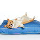 chic durable denim dog bed with goofy funny corgi