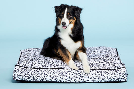 5 Things to Consider When Picking a Dog Bed