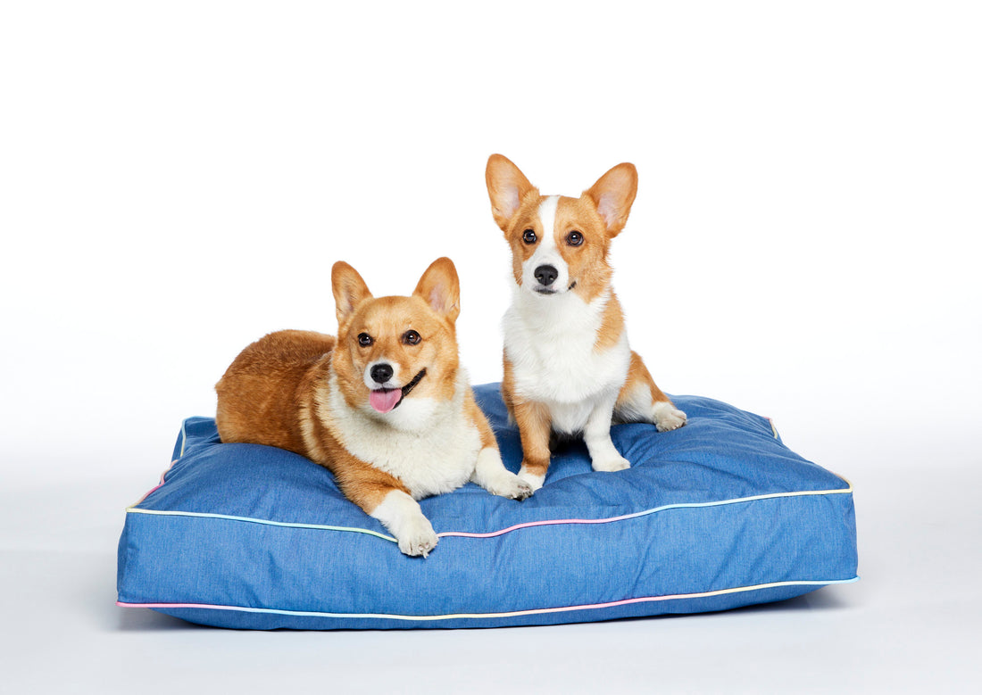 How to Pick the Best Dog Bed