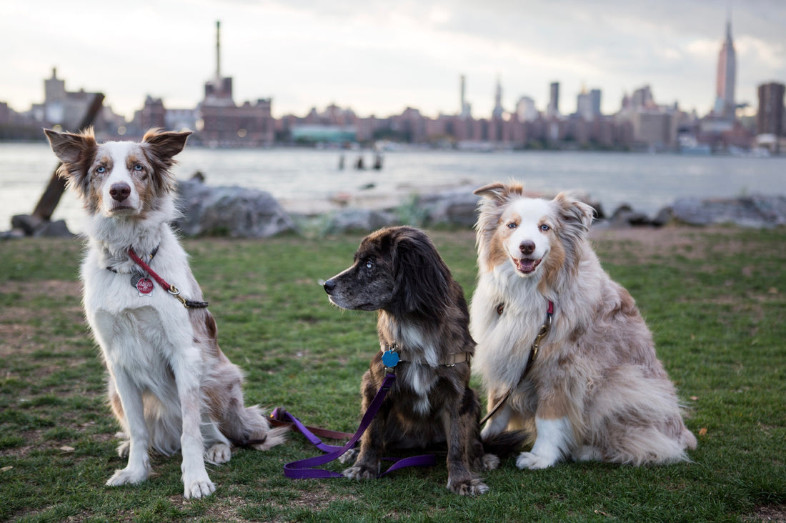 Is It Easy to Have a Dog In A City? Tips to Thrive!