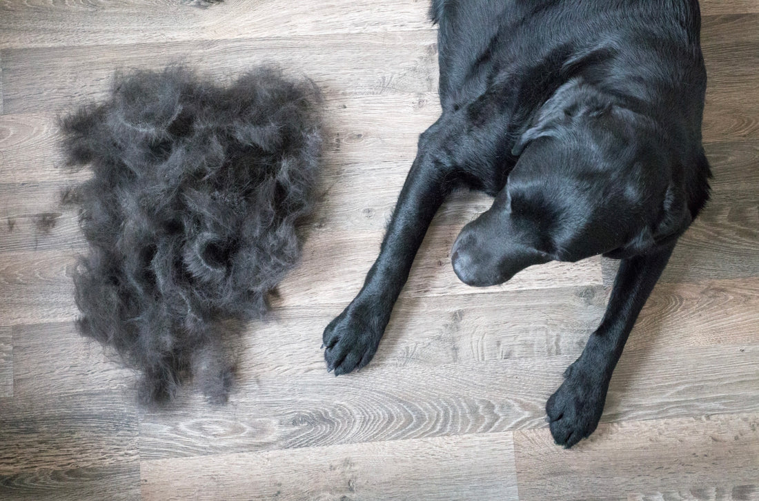 Tips to Control Your Dog's Shedding
