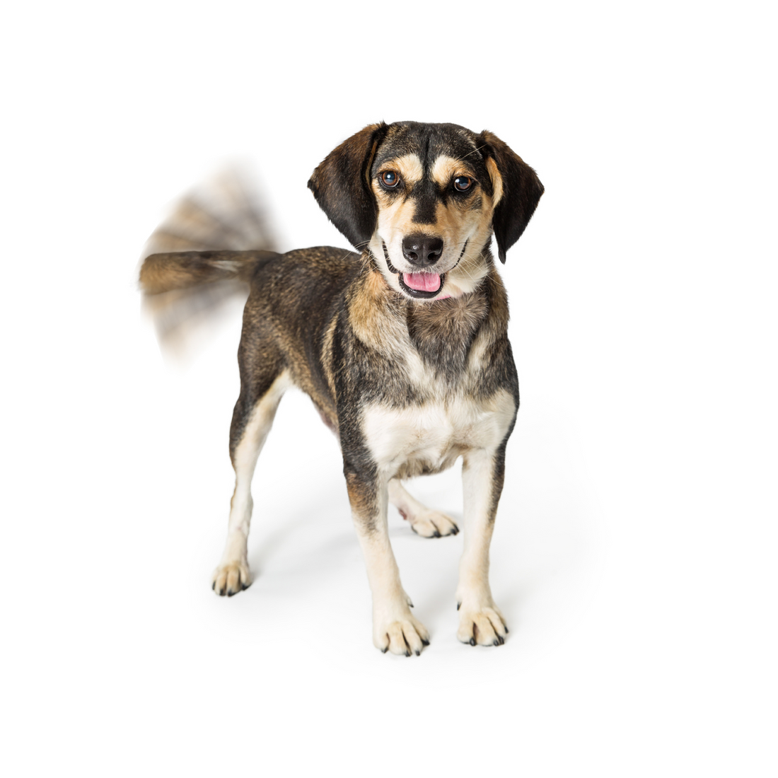 Happy Tail Syndrome: What You Need to Know!