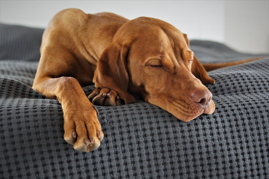 What Are the Benefits of Buying a Waterproof Dog Bed?