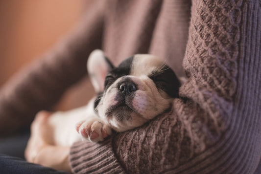 7 Fun Facts About Dog Sleeping Habits