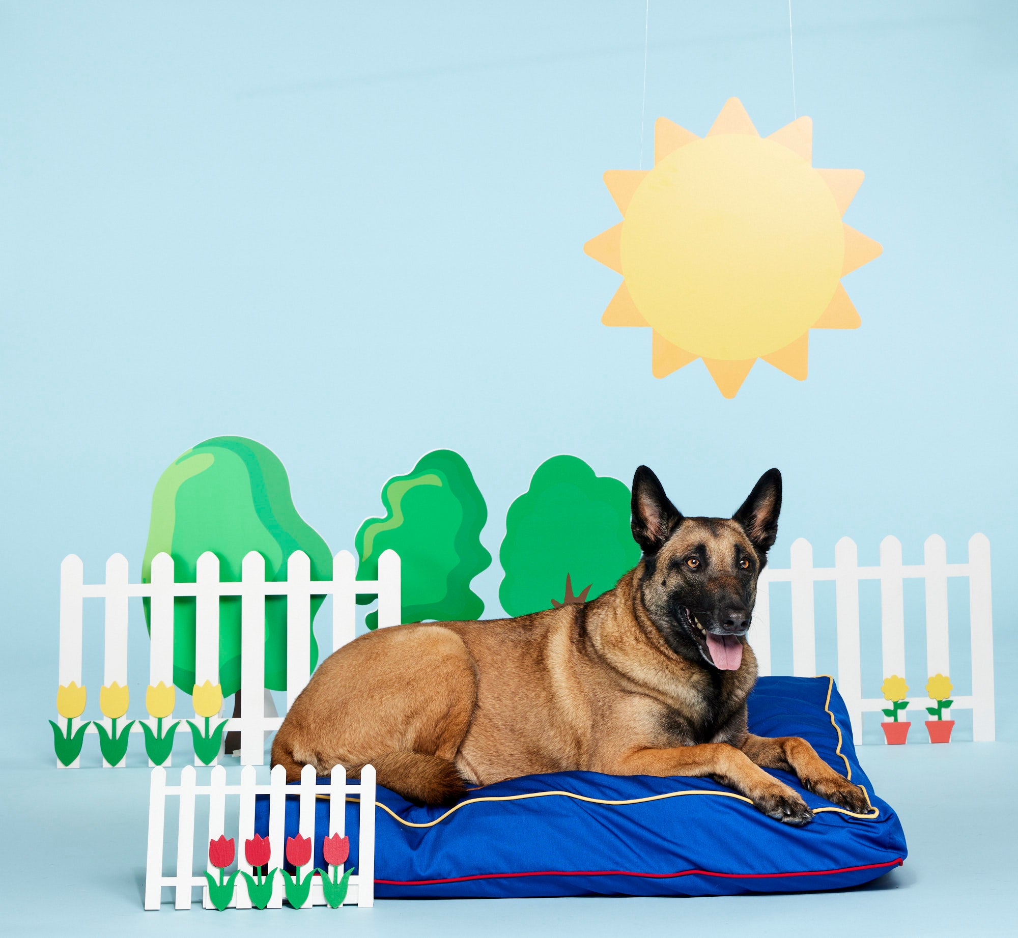 durable dog bed large dog bed indestructible dog bed belgian malinois
