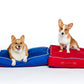 red dog bed with corgi | blue dog bed with corgi