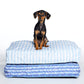 nautical blue and white striped dog bed with cute dog on top